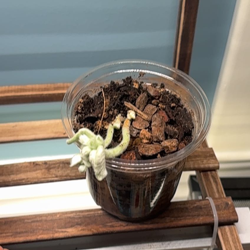 Photo of the plant species Brazilian Edelweiss by @CleanChinotto40 named Rainier on Greg, the plant care app