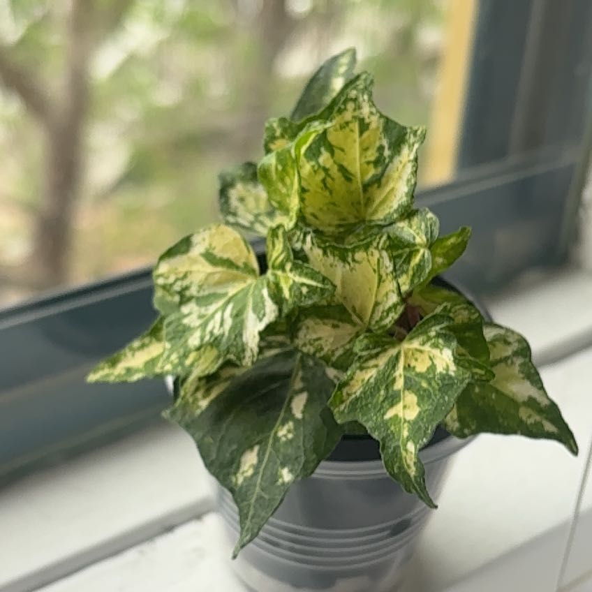 Photo of the plant species English Ivy 'Goldchild' by @CleanChinotto40 named Rosa on Greg, the plant care app