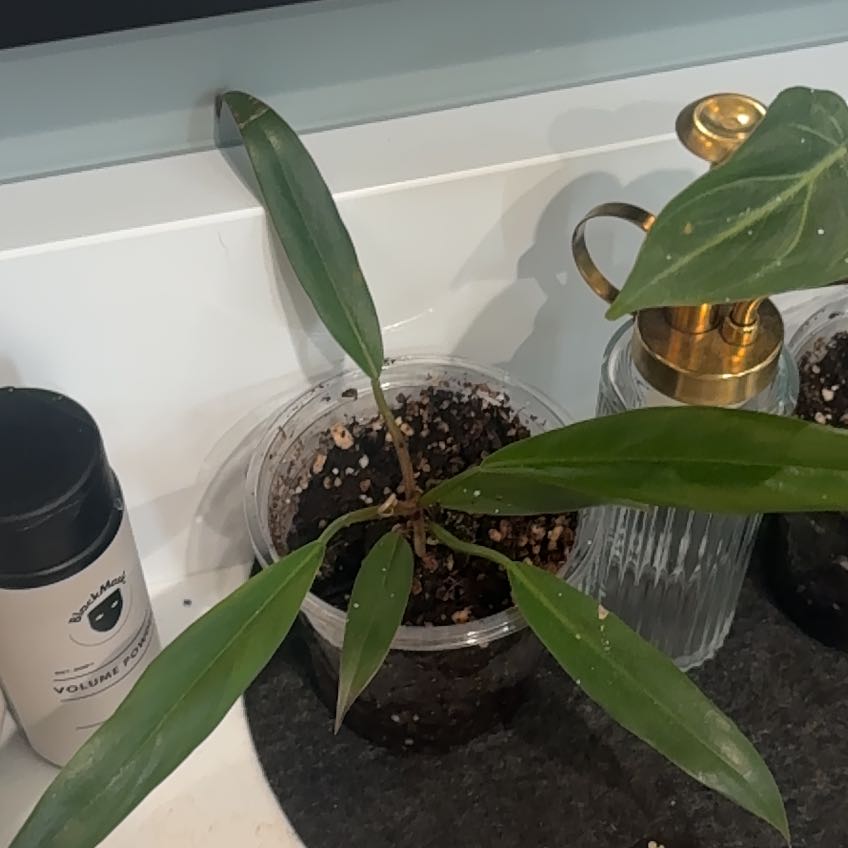 Photo of the plant species Carmel Marble Philodendron by @CleanChinotto40 named Keanu Leaves on Greg, the plant care app