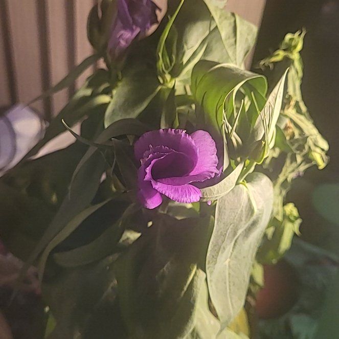 Photo of the plant species Lisianthus by @EarlyTurkeytail named Homer on Greg, the plant care app