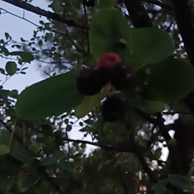 Photo of the plant species Low Serviceberry by @AlertMullein86 named Fernie Mac on Greg, the plant care app
