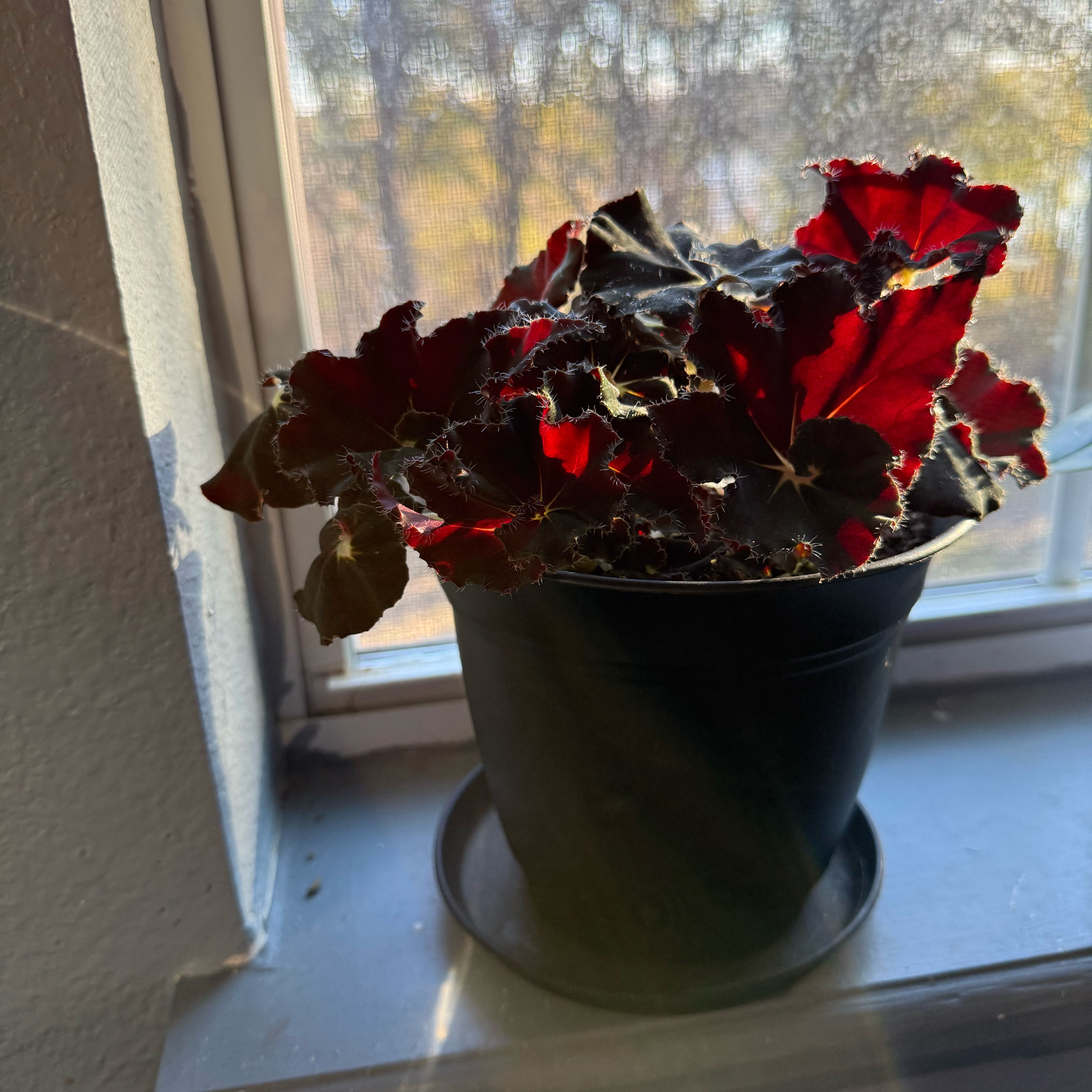 Photo of the plant species Begonia 'Black Mamba' by @YesBabytoes45 named Cherry on Greg, the plant care app