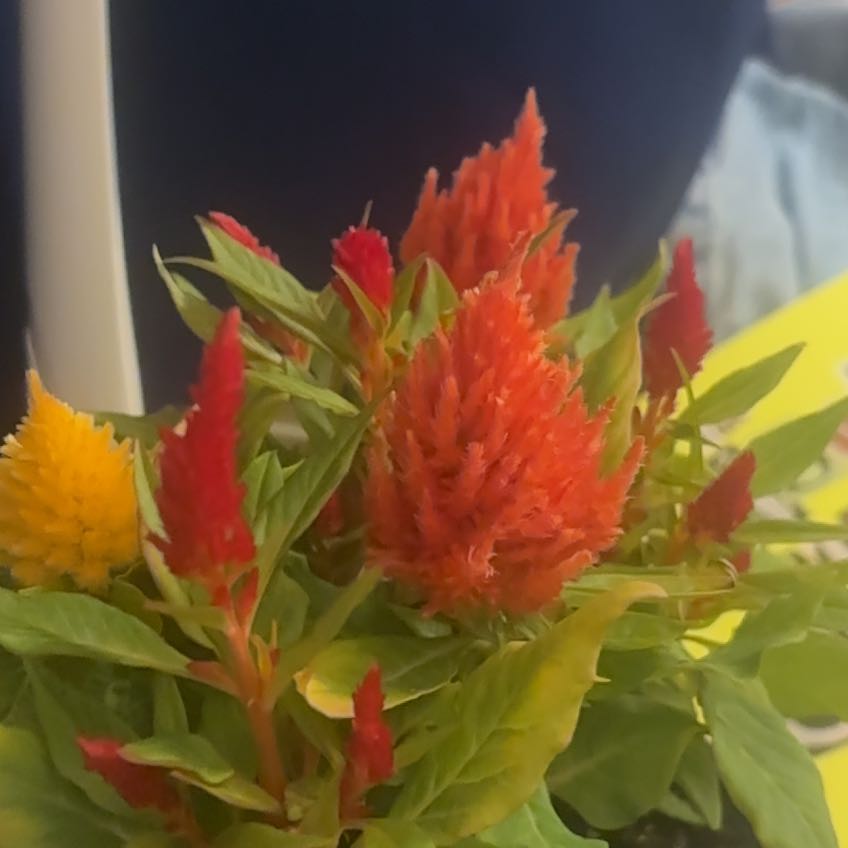 Photo of the plant species Woolflower by @TruthfulLilac37 named Lavender on Greg, the plant care app