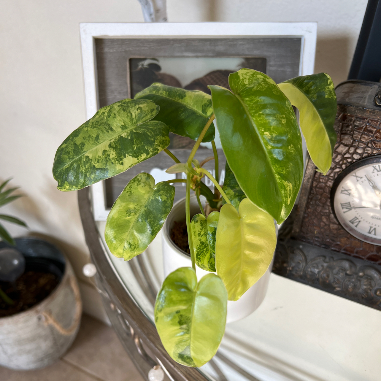 Philodendron Burle Marx plant in a white pot with yellowing and browning leaves.