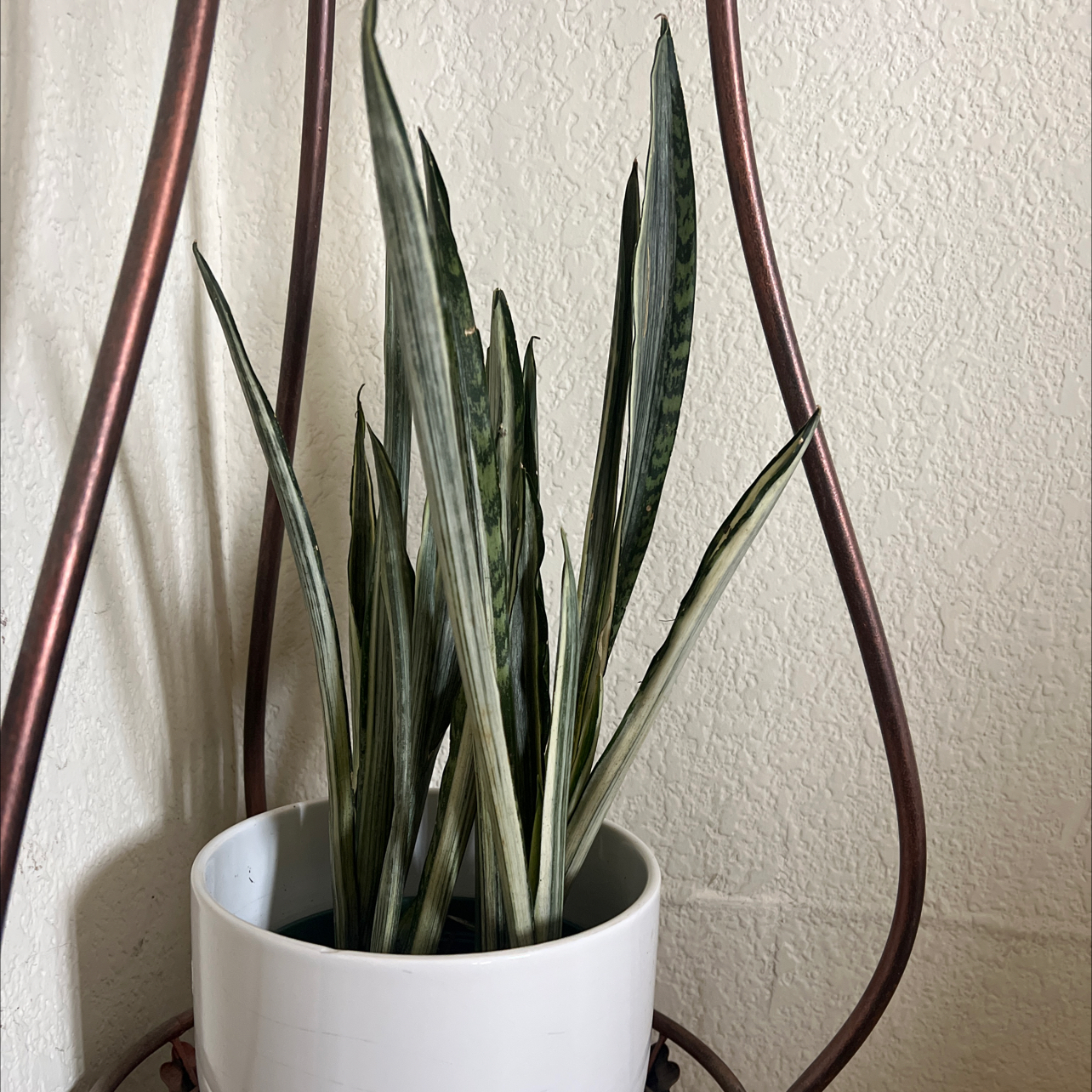 White Sansevieria plant in a white pot, healthy leaves, well-framed.