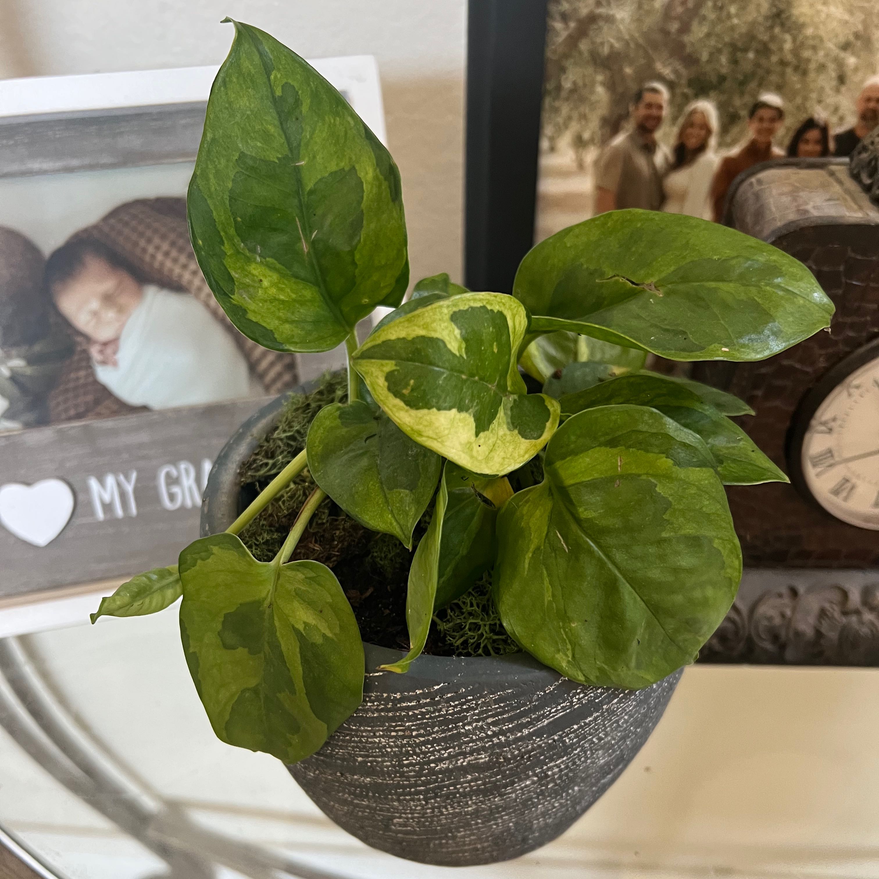 Lemon Meringue Pothos plant in a pot with variegated green and yellow leaves.