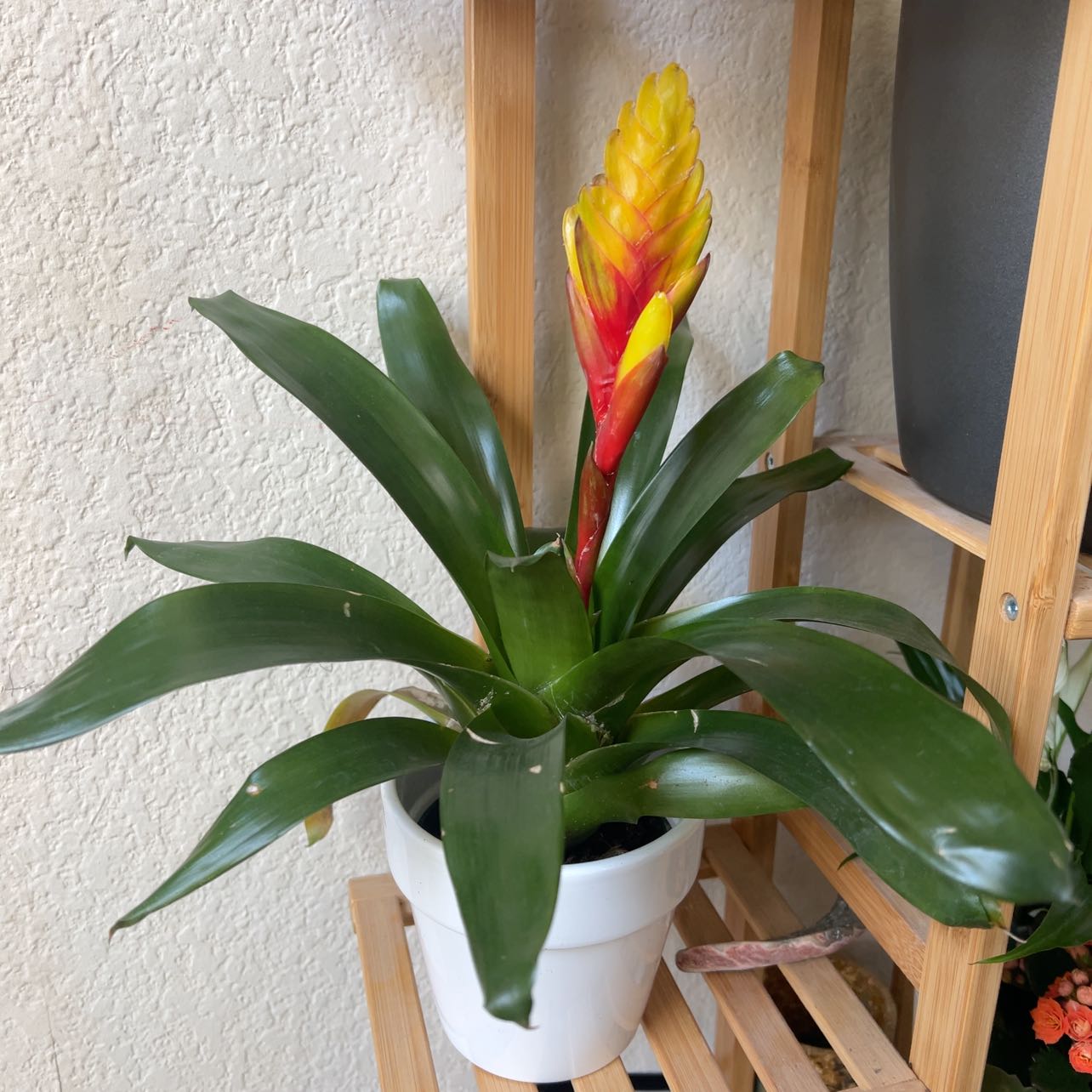 Flaming Sword Bromeliad with healthy green leaves and vibrant inflorescence in a white pot.