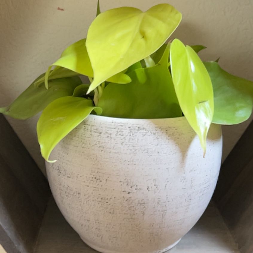 Philodendron Lemon Lime plant in a white pot with vibrant lime-green leaves.