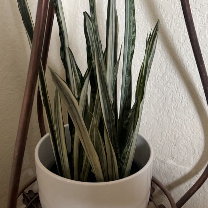 White Sansevieria plant in a white pot with upright variegated leaves.