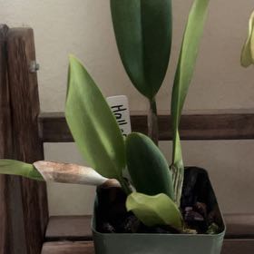 Photo of the plant species Crimson Cattleya by @Cccsuccs named Girlfrond on Greg, the plant care app