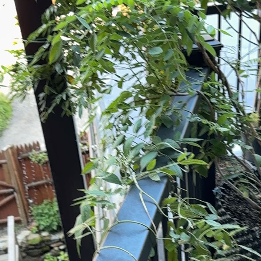 Photo of the plant species Amethyst Falls Wisteria by @EthicalMakole named Michelle Branch on Greg, the plant care app
