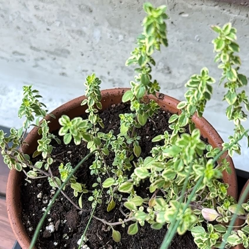 Photo of the plant species Thyme by @TangibleBeans99 named Sol on Greg, the plant care app
