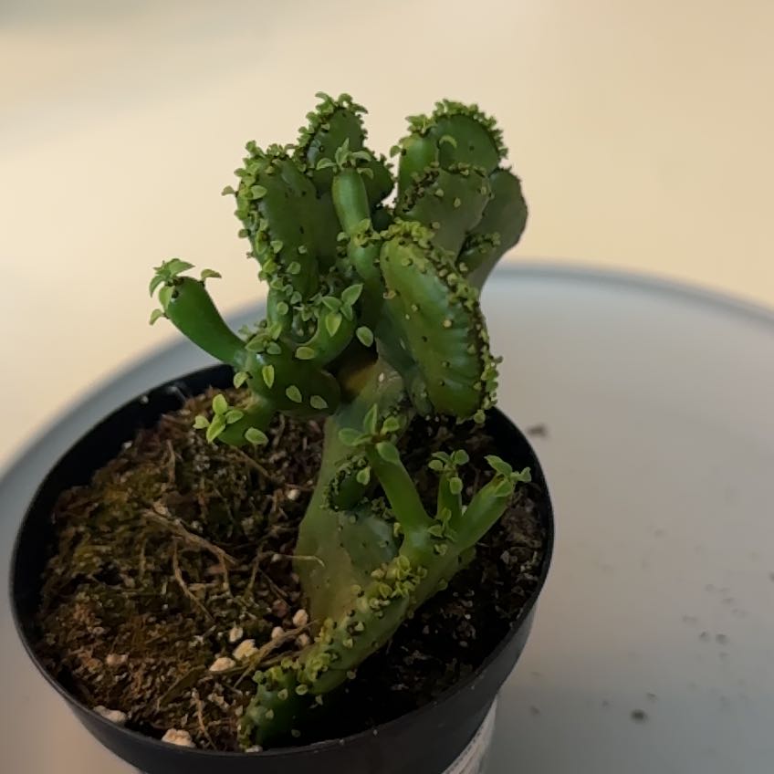 Photo of the plant species Euphorbia leucodendron by @FunAgboy62 named Cleopatra on Greg, the plant care app