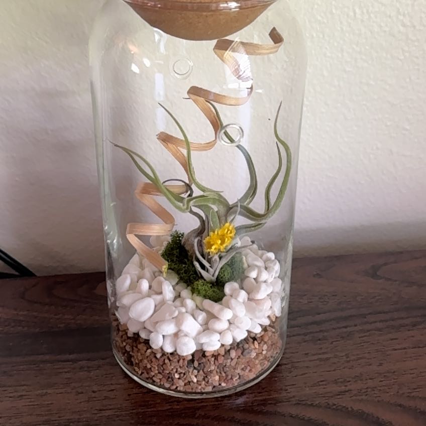 Photo of the plant species Terrarium by @FunAgboy62 named Xena on Greg, the plant care app