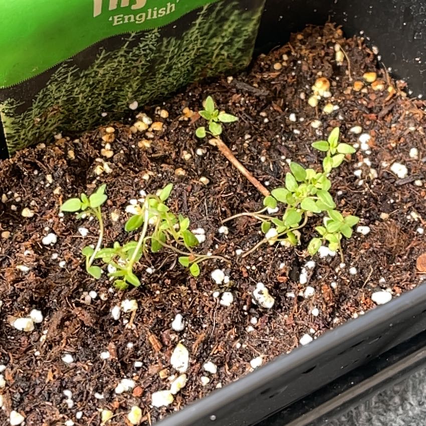 Photo of the plant species Thyme by @SirWolfsmilk55 named Girlfrond on Greg, the plant care app