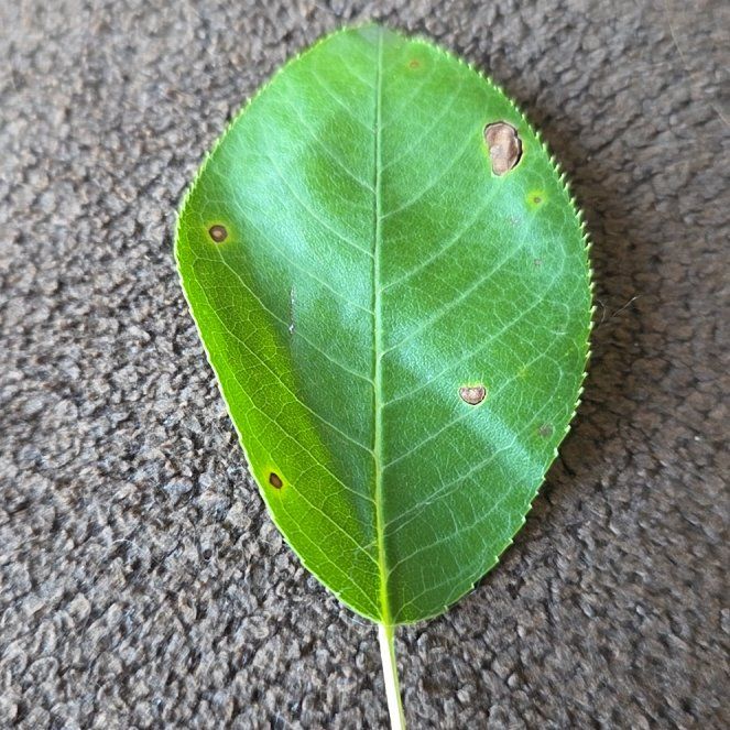 Photo of the plant species Serviceberry by @ContentSwampbay named Aria on Greg, the plant care app