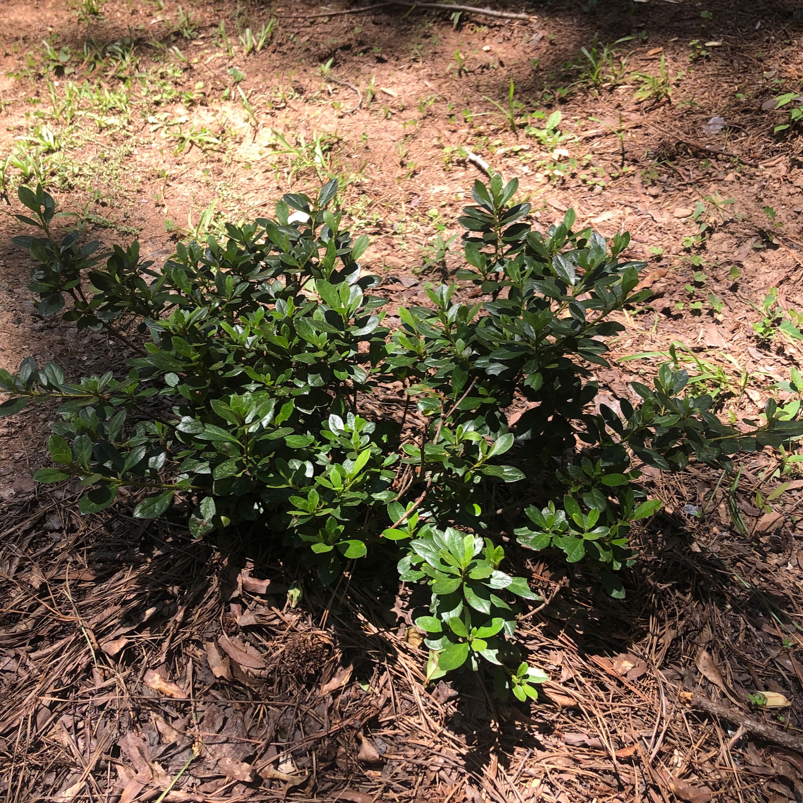 Photo of the plant species Encore Azalea 'Autumn Lilac' by @YeveDill51 named Sanders on Greg, the plant care app