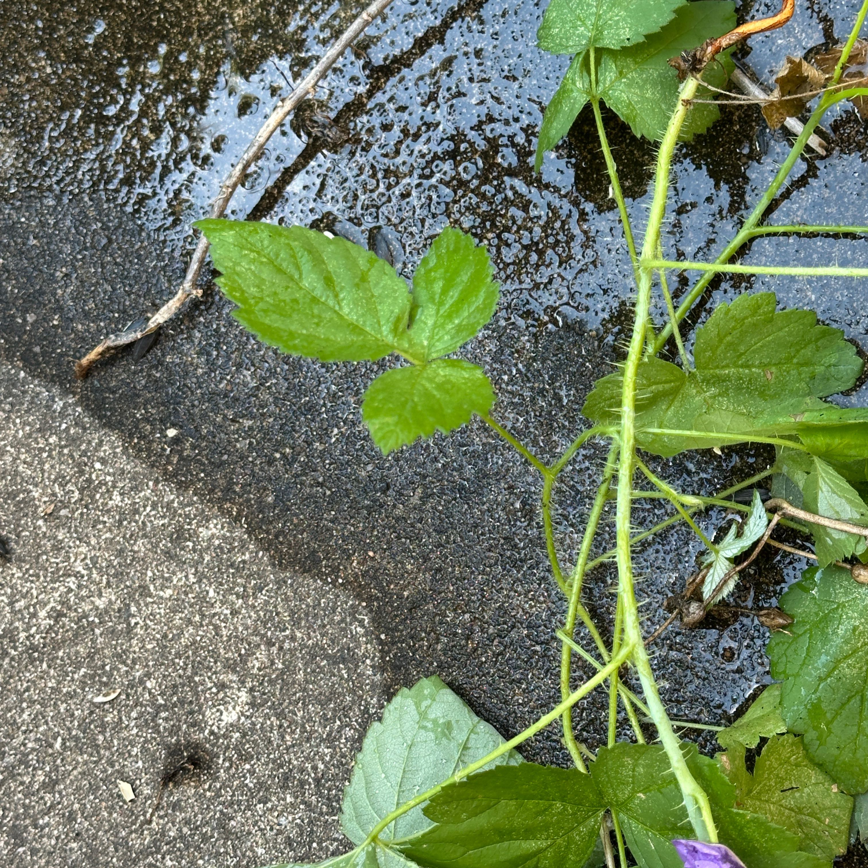 Photo of the plant species Japanese Hop by @ComicalAlbo named Sanders on Greg, the plant care app