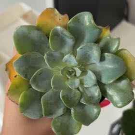 Photo of the plant species Echeveria 'Galaxy Blue' by @LucidMastic67 named angelica on Greg, the plant care app