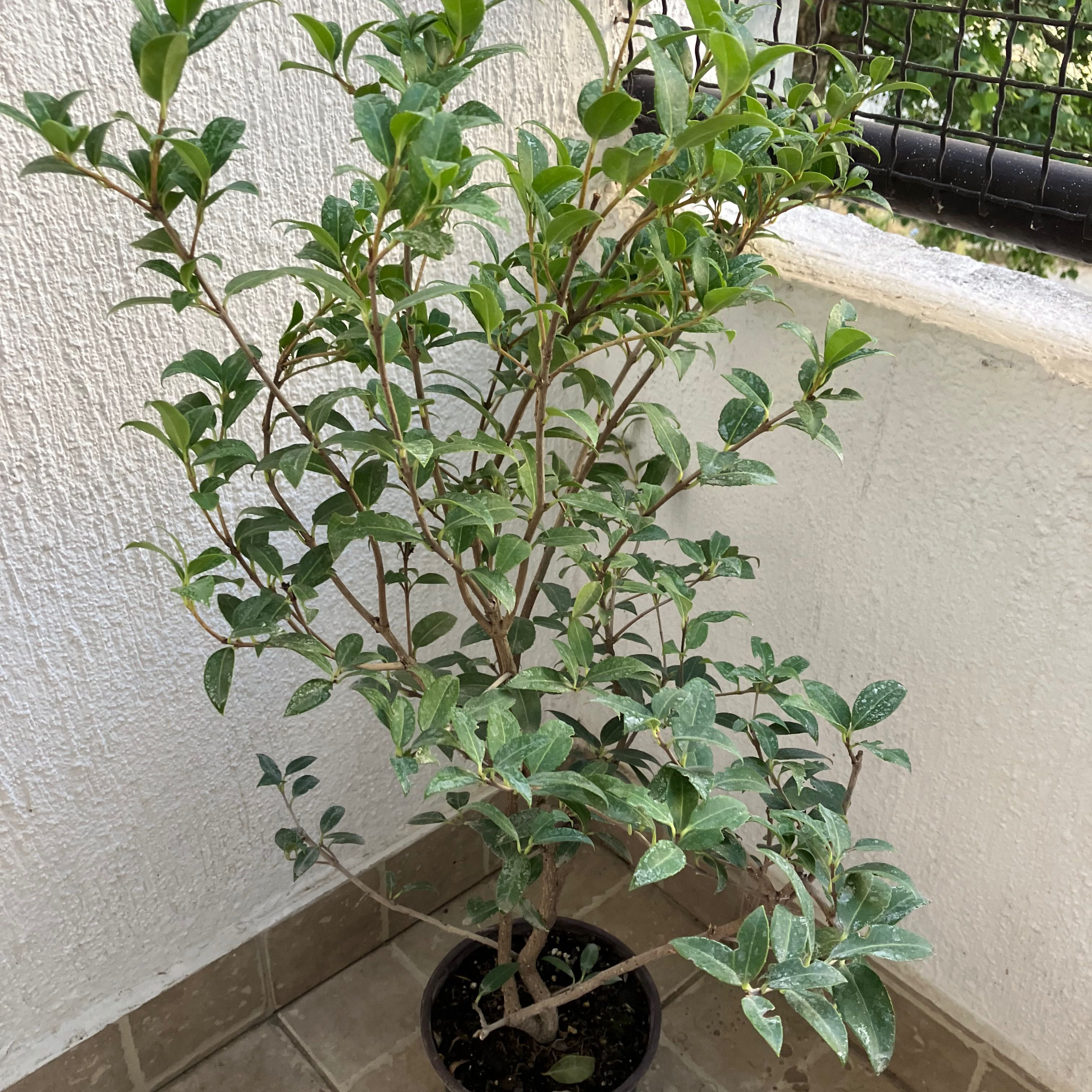 Photo of the plant species Burkwood Osmanthus by @BlazingRedfir91 named Coco on Greg, the plant care app
