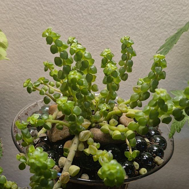 Photo of the plant species Columnar Peperomia by @LifesAbeach named Marilyn on Greg, the plant care app
