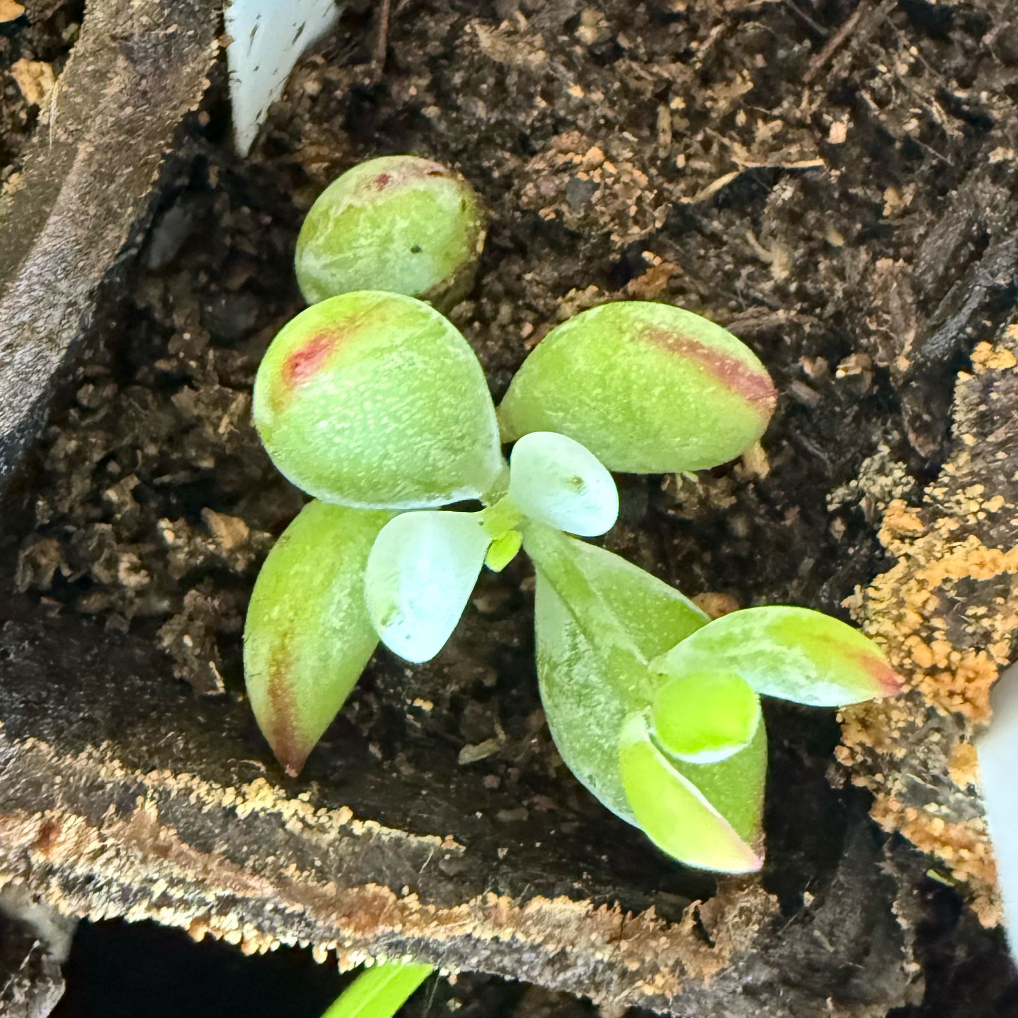 Photo of the plant species Cotyledon orbiculata 'Oophylla Variegata' by @GreatMaypop43 named Messi on Greg, the plant care app