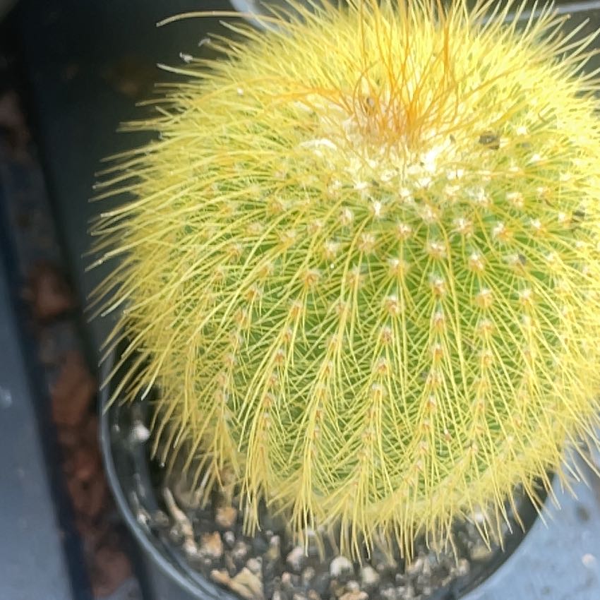 Photo of the plant species Notocactus by @SmashingMelon17 named Marley on Greg, the plant care app