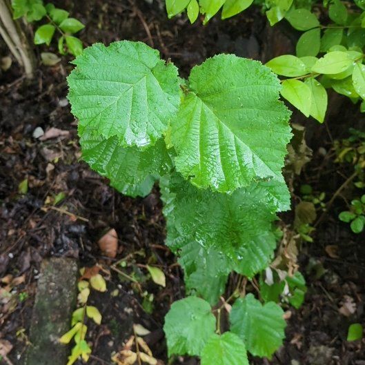 Photo of the plant species Common Filbert by @BackupSquash named Baesil on Greg, the plant care app