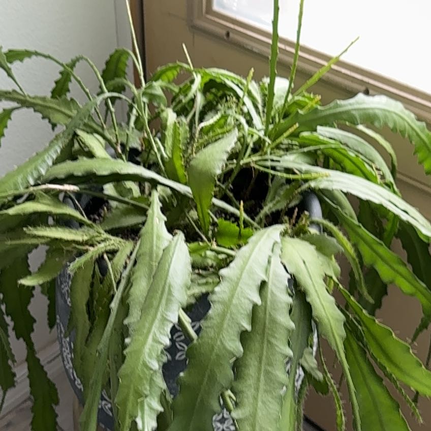Photo of the plant species Disocactus nelsonii by @LikelyPalafoxia named Sproutacus on Greg, the plant care app