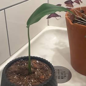 Photo of the plant species Monstera Burle Marx Flame by @PoisedBogbean73 named Sherlock on Greg, the plant care app