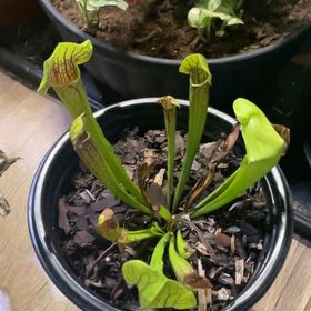 Photo of the plant species Yellow Trumpets by @PoisedBogbean73 named Darwin on Greg, the plant care app