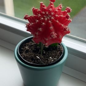 Photo of the plant species Grafted Cactus by @GemWasabi32 named Juliet on Greg, the plant care app