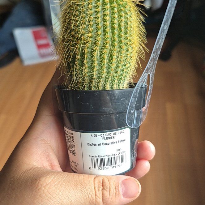 Photo of the plant species Assorted Cactus by @TidyLemon55 named Coco on Greg, the plant care app