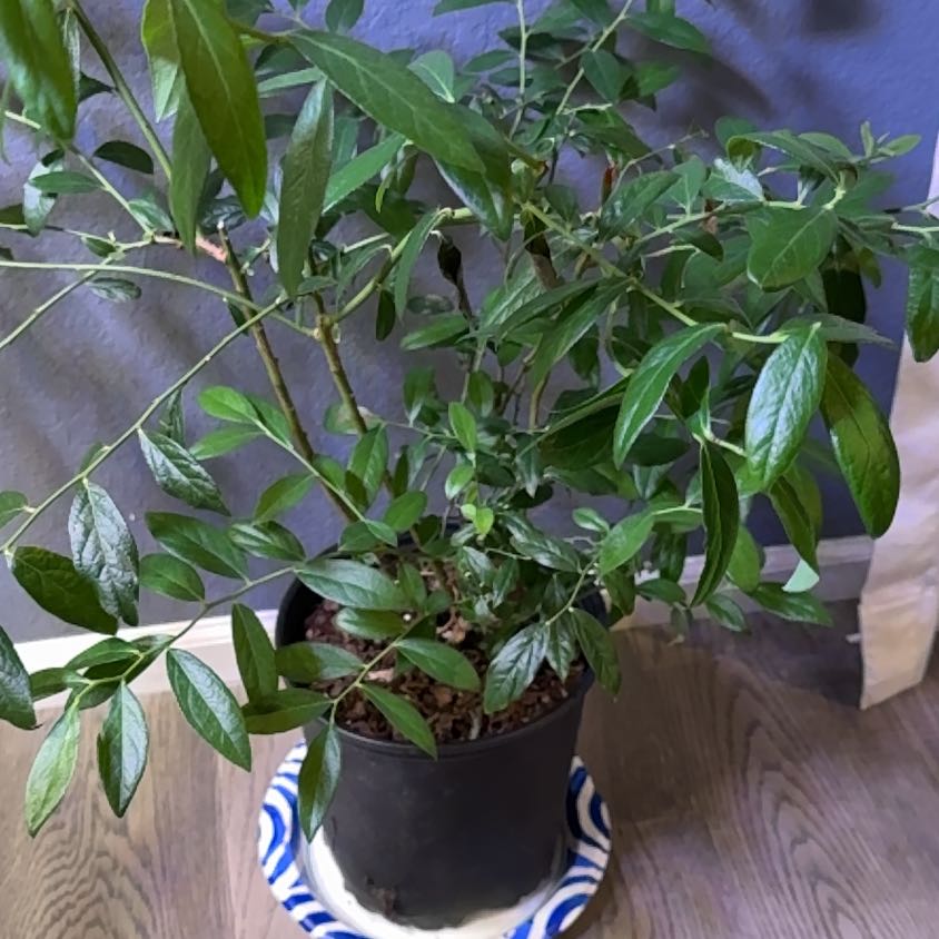 Photo of the plant species Pink Lemonade Blueberry by @HotMint9 named Harry on Greg, the plant care app