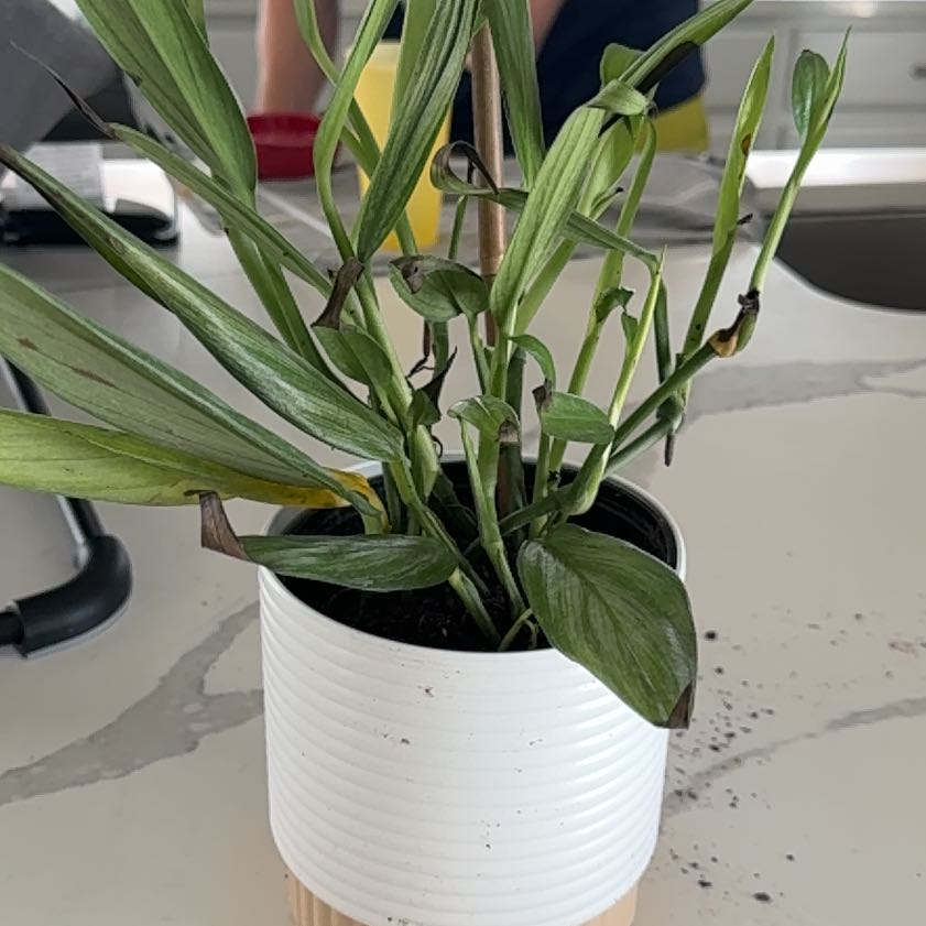 Photo of the plant species Pothos amplifolia by @HotMint9 named Lola on Greg, the plant care app