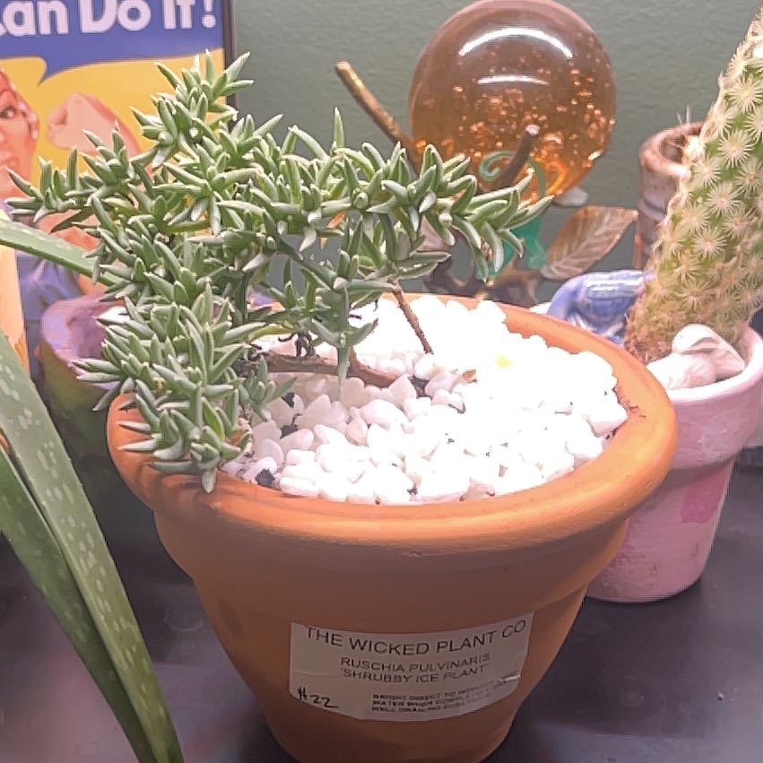 Photo of the plant species Ruschia pulvinaris by @Desiree.lewis named Treeyoncé on Greg, the plant care app