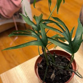 Photo of the plant species zippelianum by @Desiree.lewis named Amy dum on Greg, the plant care app