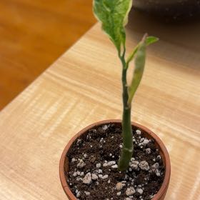 Photo of the plant species Variegated Euphorbia tithymaloides by @Desiree.lewis named Figyonce on Greg, the plant care app