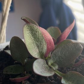 Photo of the plant species Crassula multicava 'Bleeding Heart' by @BeefyGreenice63 named Morgan Treeman on Greg, the plant care app