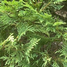 Photo of the plant species Atlantic White Cedar by @VastMayapple12 named Xena on Greg, the plant care app