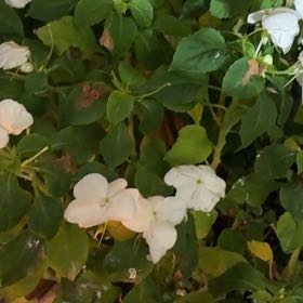 Photo of the plant species Chinese Violet by @PetFanpalm62 named Planty on Greg, the plant care app