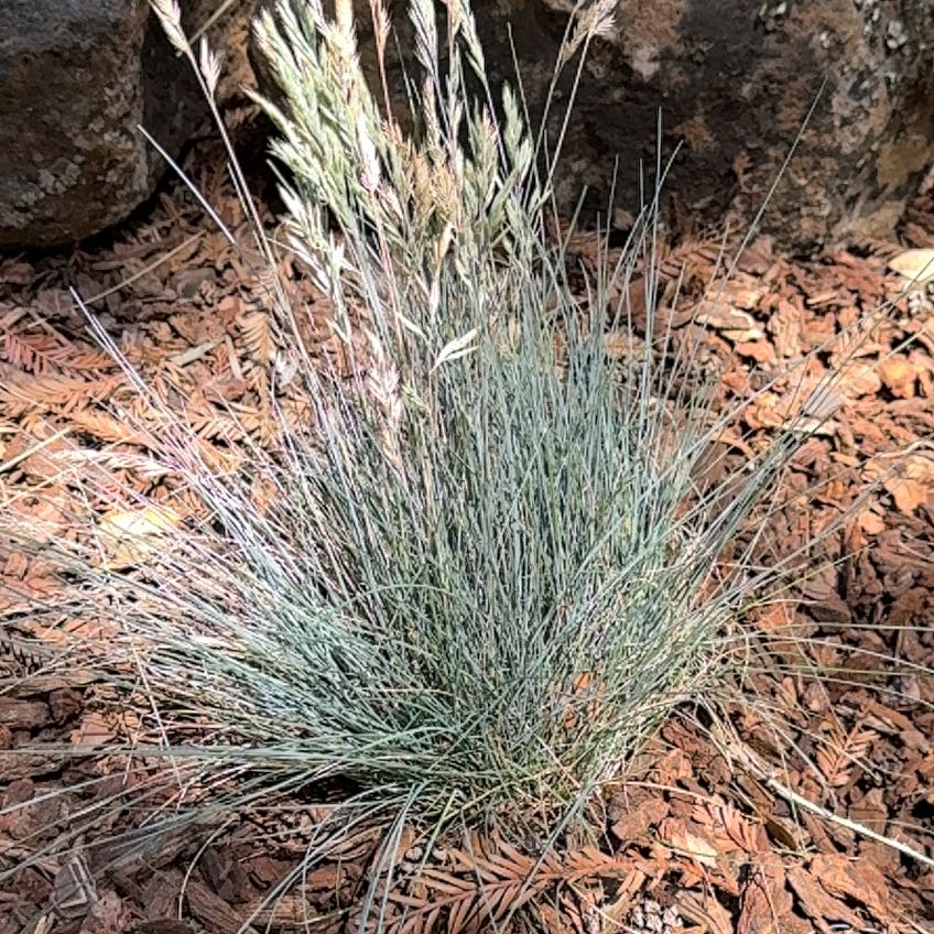 Photo of the plant species Big Muhly by @FieryTomato31 named Kesha on Greg, the plant care app