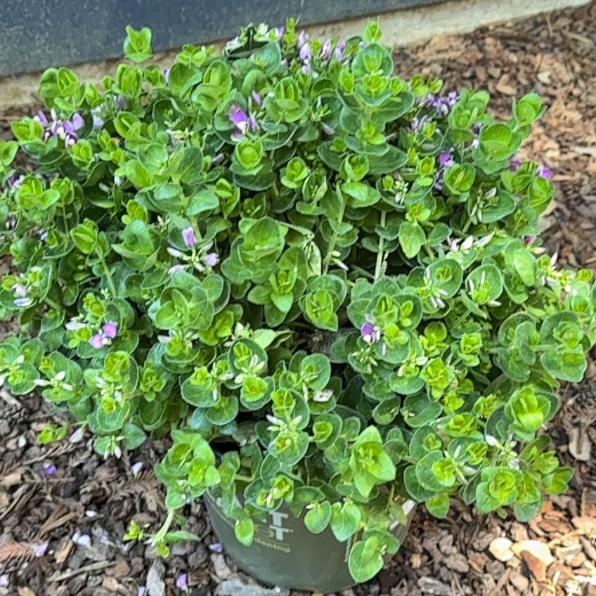 Photo of the plant species Sweet Pea 'Petite Butterfly' by @FieryTomato31 named Beyonce on Greg, the plant care app