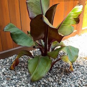 Photo of the plant species Ensete v Maurellii,Red banana by @FieryTomato31 named Homer on Greg, the plant care app