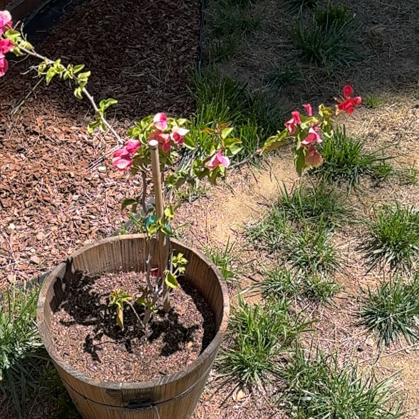 Photo of the plant species Bougainvillea by @FieryTomato31 named Orwell on Greg, the plant care app