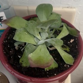 Photo of the plant species Variegated Paddle Plant by @ExclusiveTaro30 named Winston on Greg, the plant care app