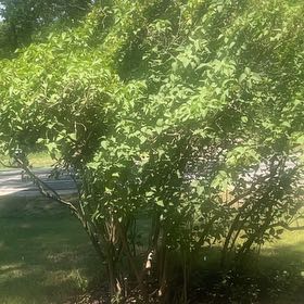 Photo of the plant species Lilac Bush by @NurseWoodruff24 named Morgan Treeman on Greg, the plant care app
