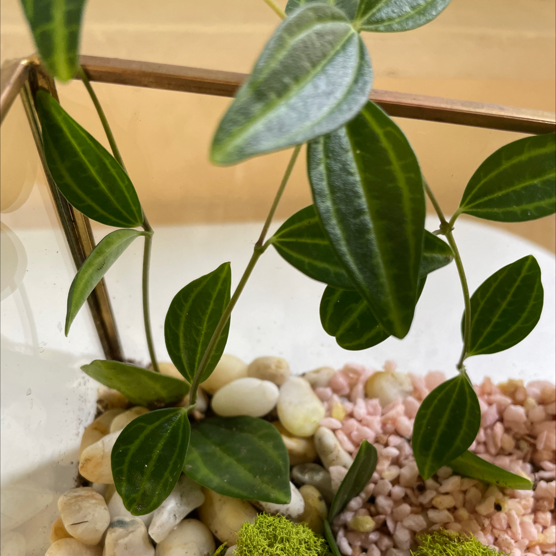 Beetle Peperomia plant in a terrarium with decorative stones and moss.