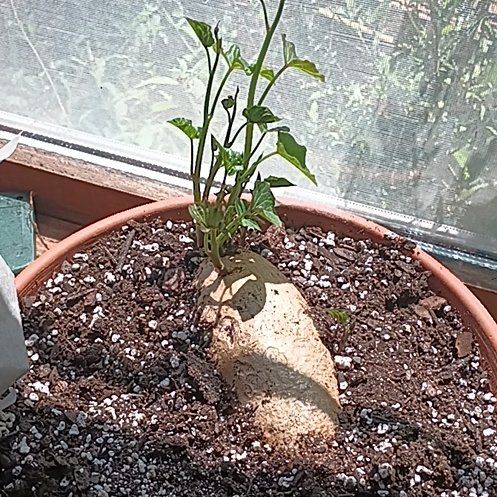 Photo of the plant species Sweet Potato 'Marguerita' by @SirRedsky56 named Rosa on Greg, the plant care app