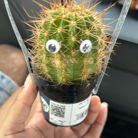 Photo of the plant species Assorted Cactus by @KeyAlula86 named Eggo on Greg, the plant care app